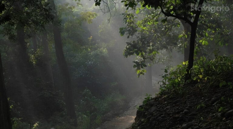 Planning the Best Time to Visit Jim Corbett