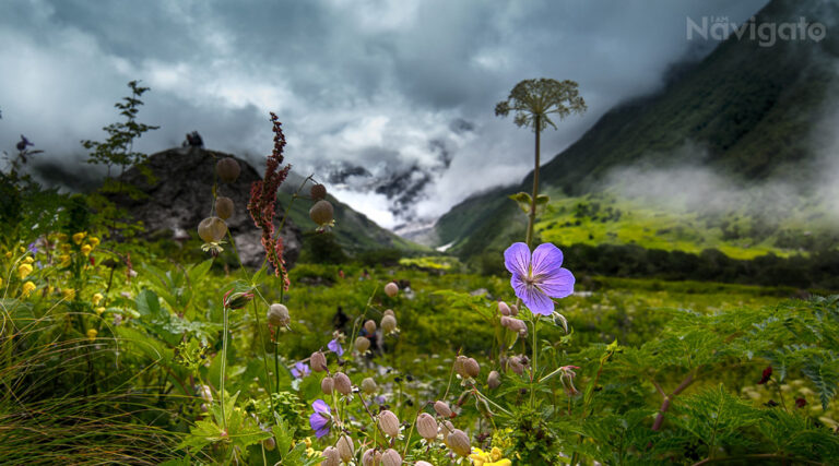 Valley of Flowers Trek : A Complete Travel Guide for Travelers