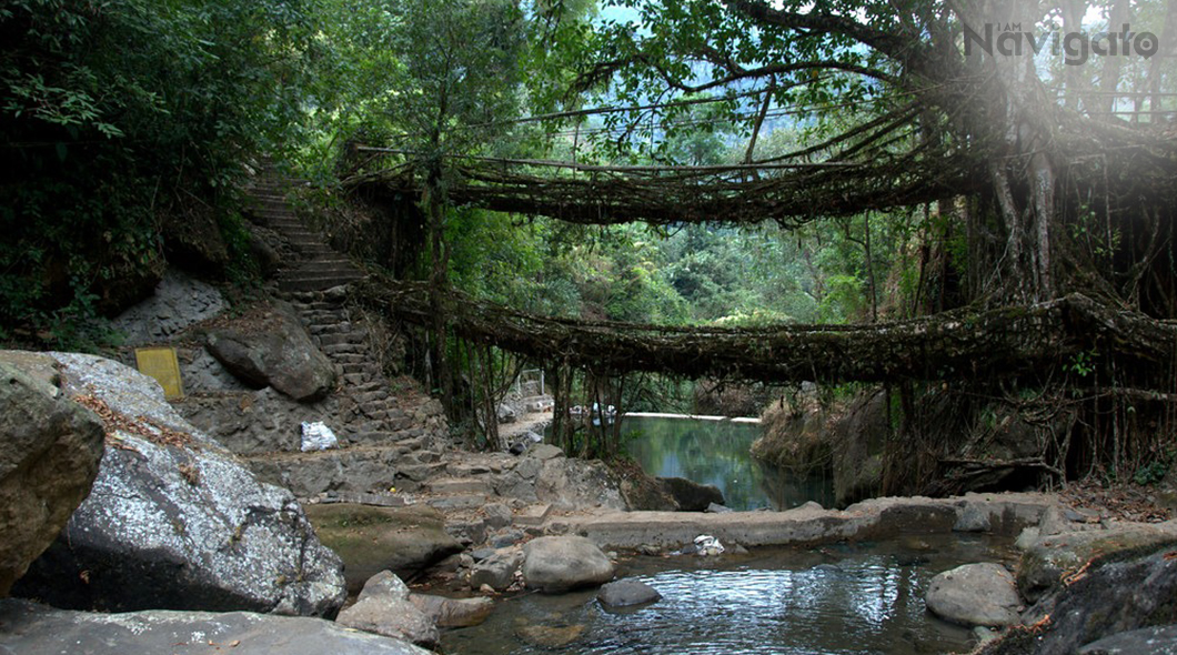 Living Root Bridges