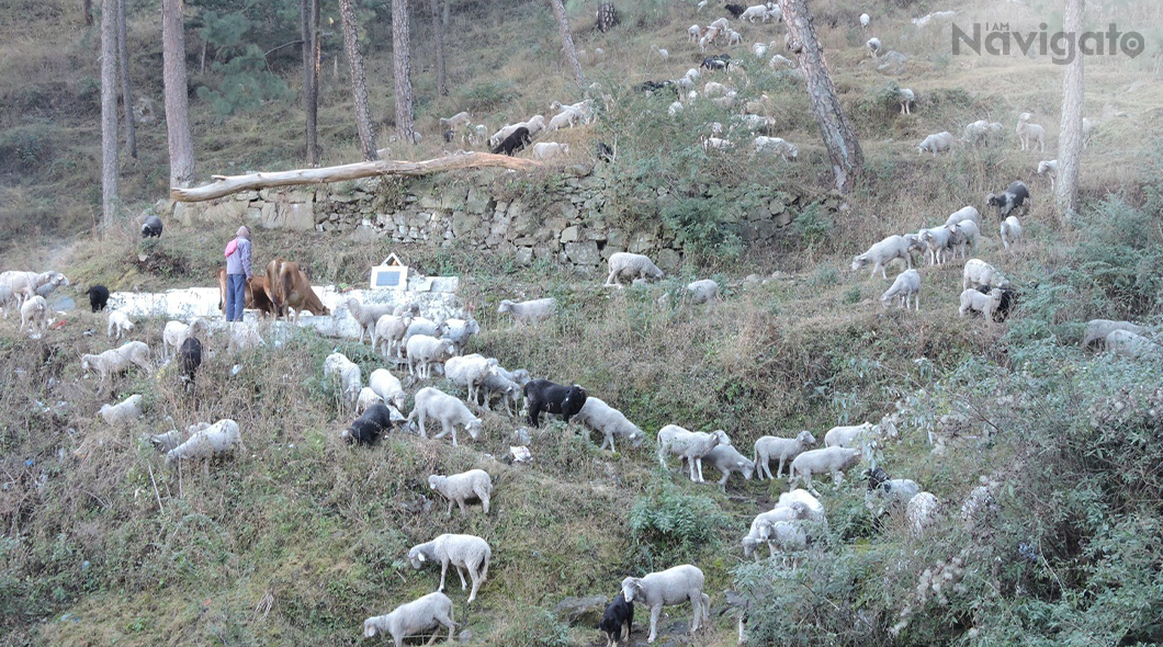 Shepherd Trail, Himachal Pradesh