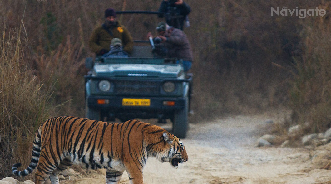 Wildlife Safari in Jim Corbett National Park