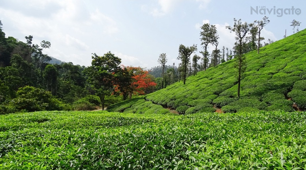 Chikmagalur in Winter