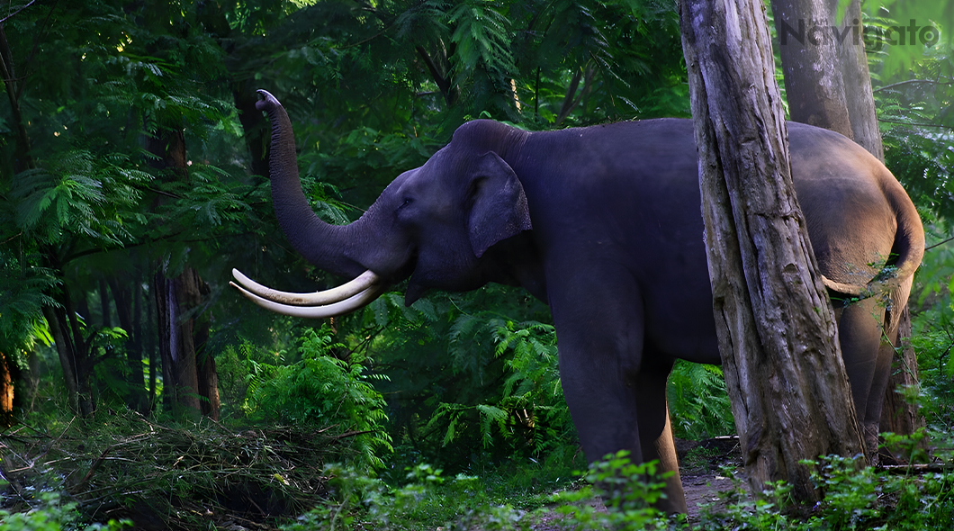 Muthanga Wildlife Sanctuary