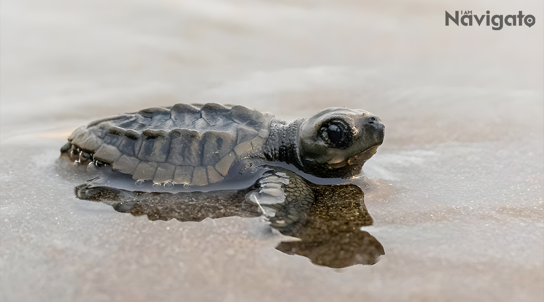 Olive Ridley Turtles