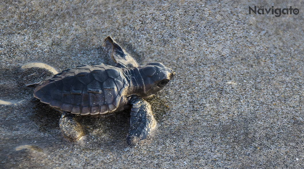 Velas Turtle Festival