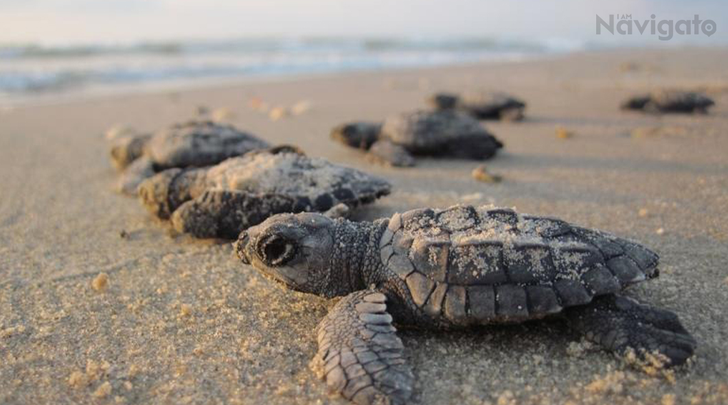 Olive Ridley Turtles