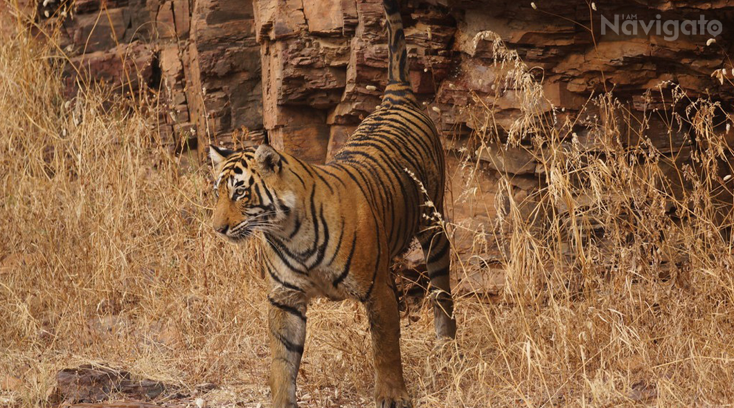 Ranthambore National Park