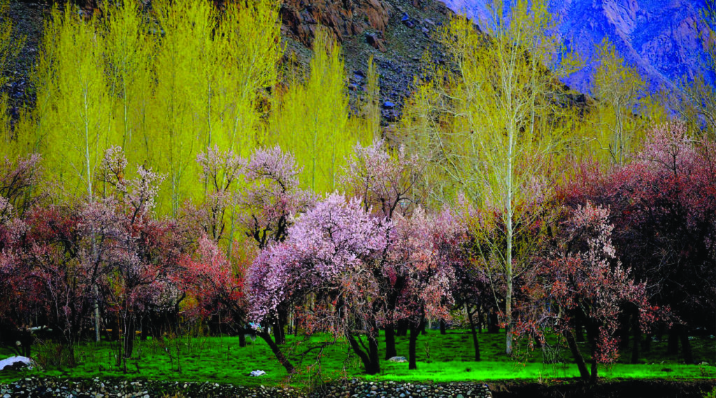 Apricot Blossom Festival