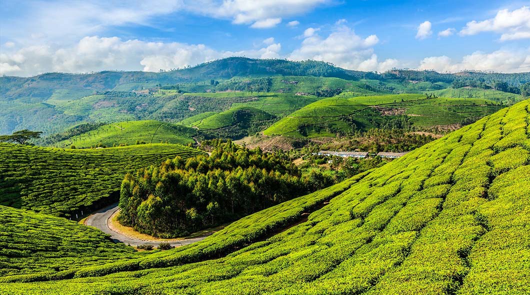 Munnar, Kerala 