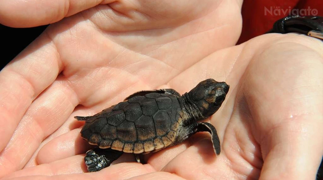 Velas Turtle Festival in Maharashtra