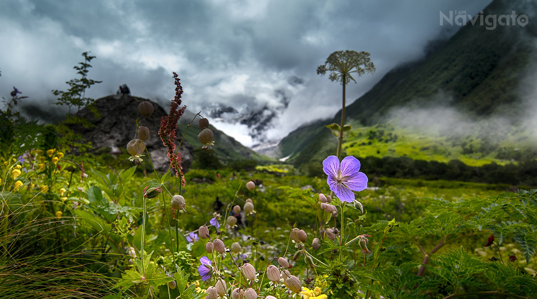 valley of flowers trek